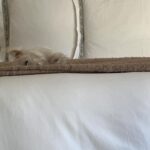 Michelle Pfeiffer Instagram - Oh, to be able to sleep like this….💤💤💤