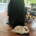Michelle Pfeiffer Instagram – Somebody’s Sunday mood… 😹 I just had that dry cleaned btw, Bella Blue!