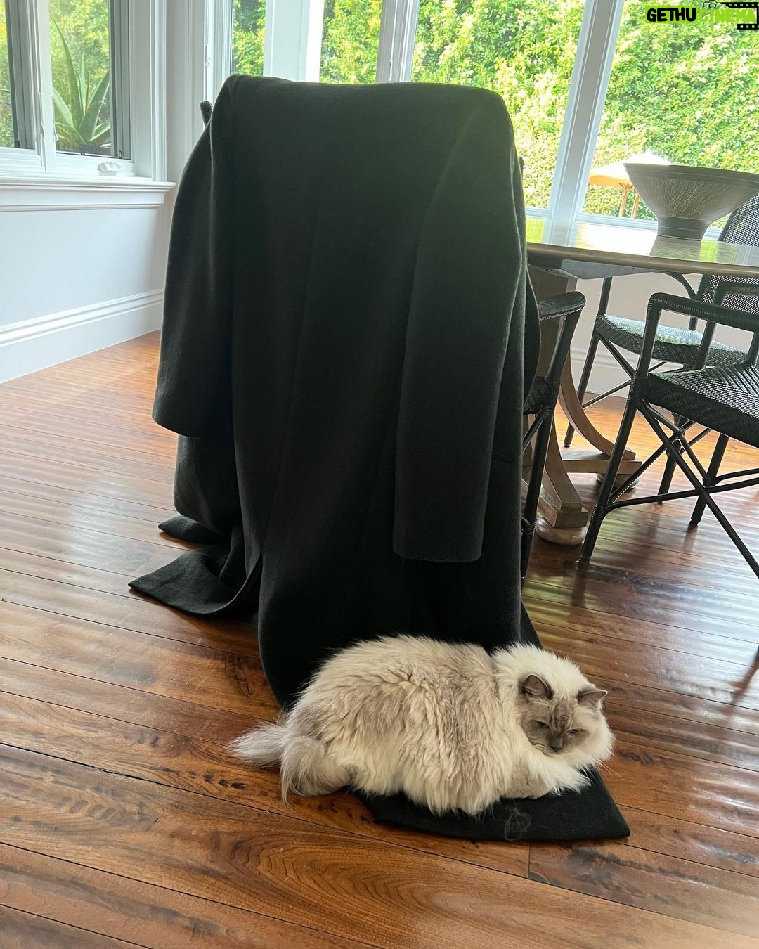 Michelle Pfeiffer Instagram - Somebody’s Sunday mood… 😹 I just had that dry cleaned btw, Bella Blue!