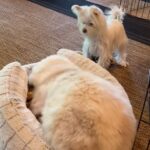 Michelle Pfeiffer Instagram - When your BIG sister decides your bed is hers… 😹🐶