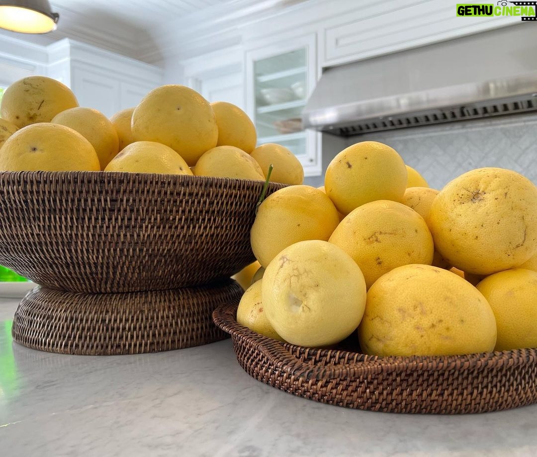 Michelle Pfeiffer Instagram - Iām Blessed with the most bountiful grapefruit tree ever! These beauties all year round. š