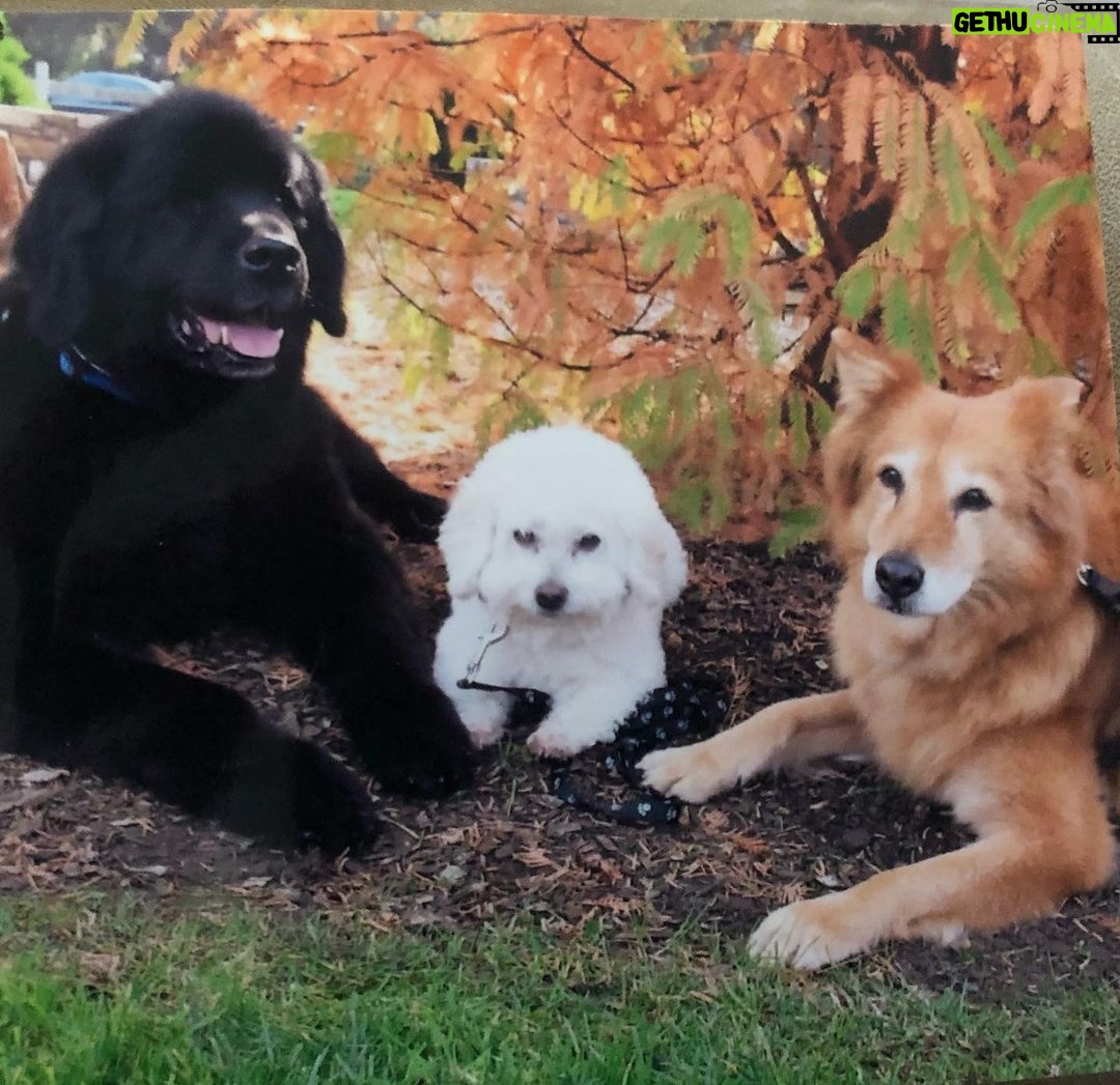 Michelle Pfeiffer Instagram - Every day is #NationalDogDay in our hearts. 🐾 RIP Bear, Fred and Lucy. ❤️