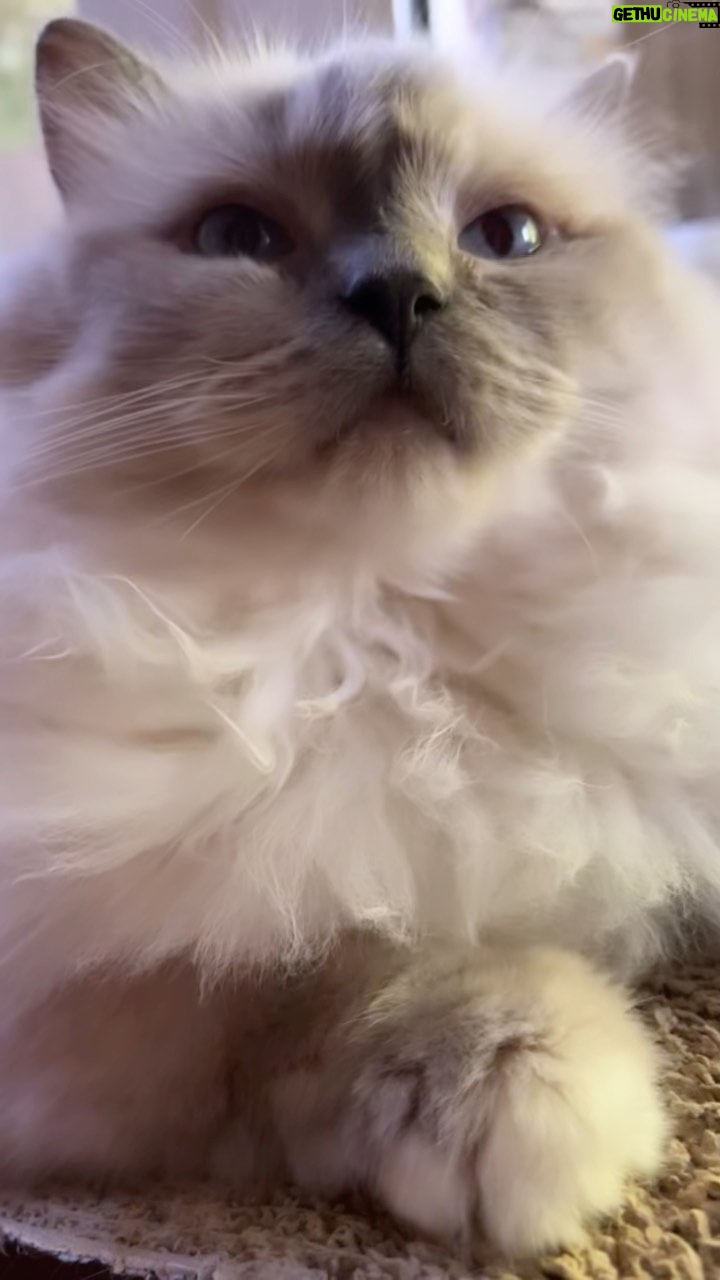 Michelle Pfeiffer Instagram - Spending the morning prepping Bella Blue for her big day tomorrow. #InternationalCatDay. 🐱 She doesn’t like when things are sprung on her.