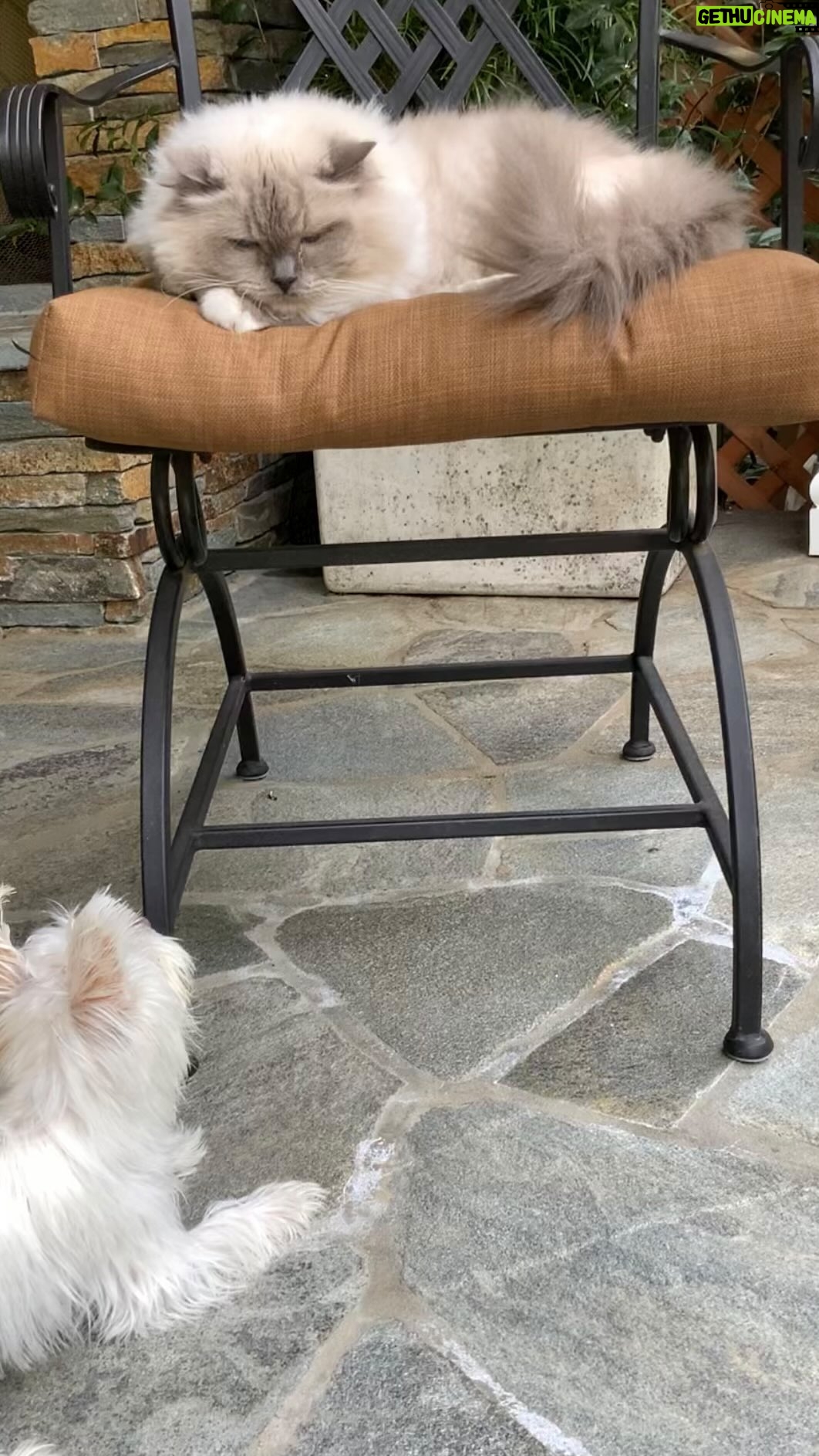 Michelle Pfeiffer Instagram - Sunday Moods. 😾🐶