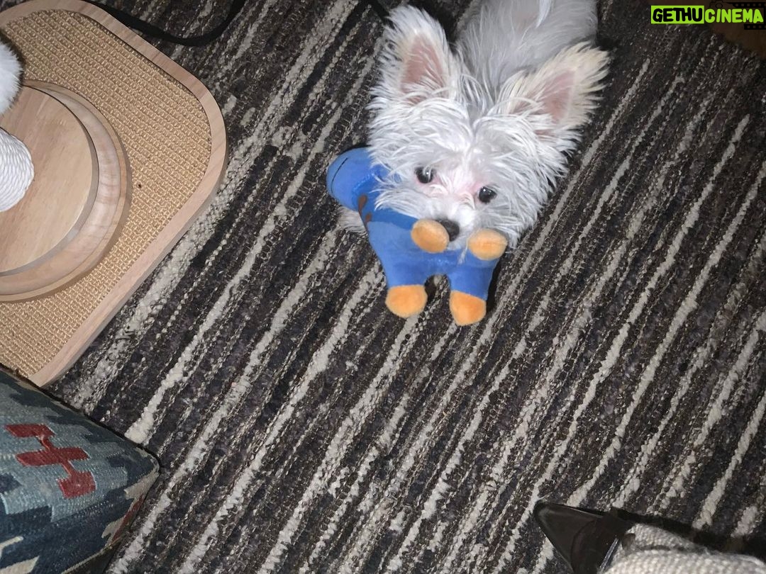 Michelle Pfeiffer Instagram - Happy #NationalDogDay from me and my newest best friend, Dot 💙