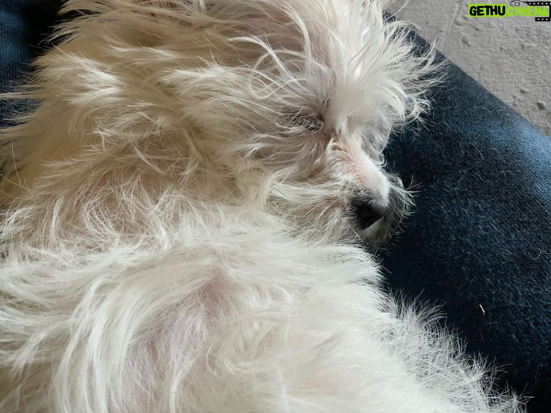 Michelle Pfeiffer Instagram - Dot here 👋 I’m 4 months old this week! Latisse has got nothing on me ☺️