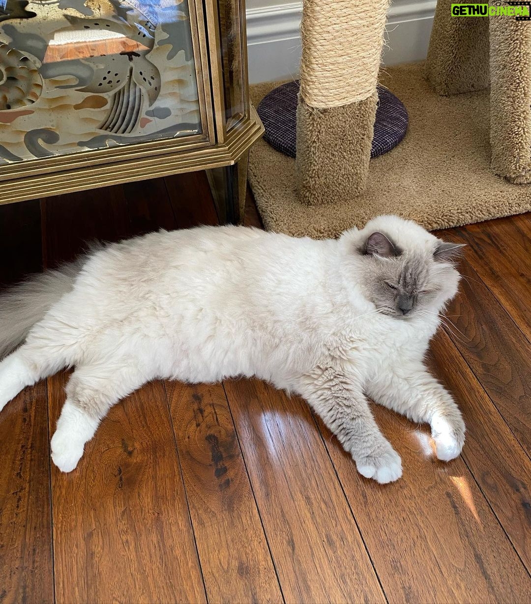 Michelle Pfeiffer Instagram - Summer cut. #internationalcatday