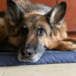 Miguel Varoni Instagram - Hoy en la madrugada se nos fue Vicky ... y en toda su vida solo demostró que su nombre significaba AMOR. Siento un vacío en el corazón que solo puedo llenar con los recuerdos que me dejo, gracias por escogerme Vicky ... te amo y te amare por siempre.