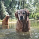 Mika Instagram - When you are dressed for lunch in New York, travel, wake up and end up on a walk, in a river 🐕 🧑🏽‍💼➡️🧑🏽‍🌾