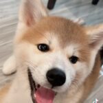 Mika Dela Cruz Instagram - Nami’s 1st Tiktok 🐾🤣✨ #akitainu #akitainupuppy follow niyo siya sa IG page niya guys @nami.nisshi ang username niya 🫶🏻🌸