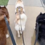 Mike O'Hearn Instagram - What are you all doing for your Sunday 🐺⚔️❤️ @strykersworld 🐕 panda 🐼 and Khaleesi 🐺 Titan Crew