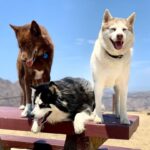 Mike O'Hearn Instagram - My fur baby girls @strykersworld 🐺🐺🐺⚔️❤️