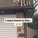 Mike O'Hearn Instagram - Dog owners : my dog is so well behaved and trained Husky owners : you will be the death of me 😡
