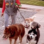 Mike O'Hearn Instagram - Happy Fur baby Friday , start the morning right with a good walk Have the best weekend to all my Dog peeps worldwide 🌎 #furFamily @strykersworld 🐕 Panda 🐼 and Khaleesi 🐺 Where’s my fur friends at today @loki & @pilotviking Titan Crew