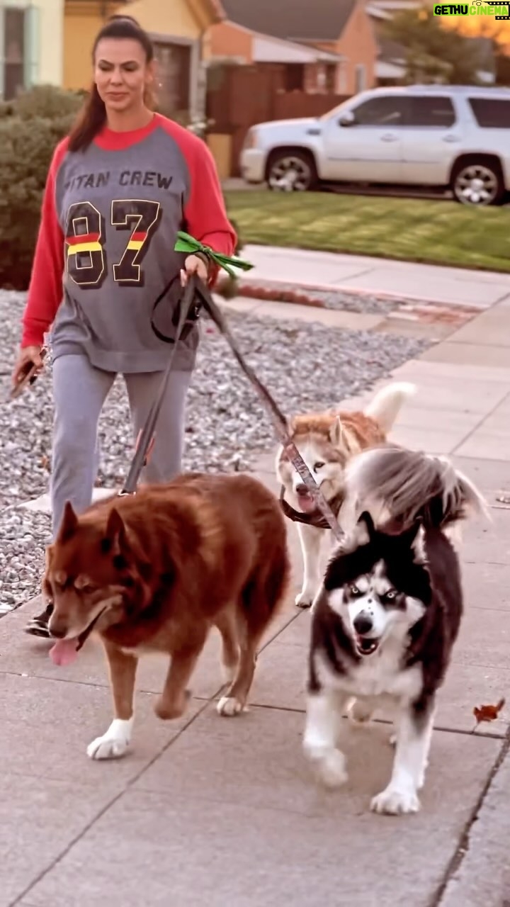Mike O'Hearn Instagram - Happy Fur baby Friday , start the morning right with a good walk Have the best weekend to all my Dog peeps worldwide ๐ #furFamily @strykersworld ๐ Panda ๐ผ and Khaleesi ๐บ Whereโs my fur friends at today @loki & @pilotviking Titan Crew