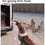 Mike O’Hearn Instagram – I still have some hope for humanity when I see acts of a small few. 

Much love and respect to you out there with a good heart ❤️ 

Even tho the world is a cold place , don’t let it turn your heart cold. 

Keep pushing my Titans ❤️⚔️🐺

See everyone at the @arnoldsports @prosgymcolumbus @schwarzenegger Los Angeles, California