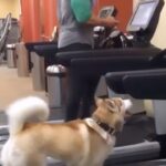 Mike O'Hearn Instagram - Ever had a dog that changed you better forever ? #titanwisdom