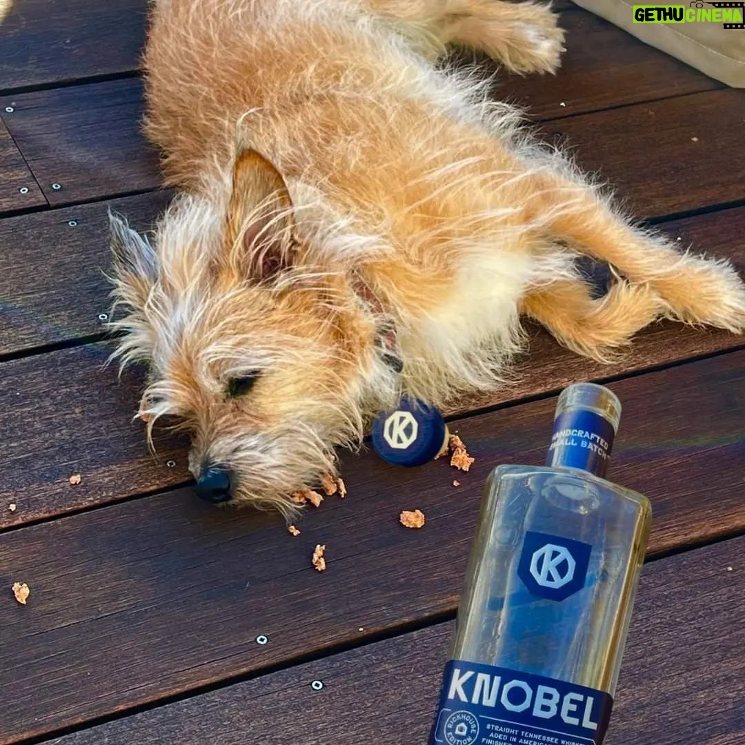 Mike Rowe Instagram - Fridays With Freddy Since the biped continues to hawk his grandfather’s whiskey with the white-hot intensity of a thousand suns, and since my own sense of taste and smell are far more evolved than his, I thought perhaps I’d enjoy a snort for myself, and provide his six million acolytes with an unbiased, albeit unsolicited review. It’s really good. Freddy PS. Don't give your dog whiskey or let them operate heavy machinery. Link in bio . . . @knobelspirits #whiskey #grandfather #dog #freddydoesntdrink