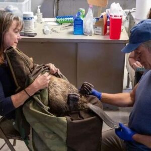 Mike Rowe Instagram - As season finales go, tonight’s episode of Dirty Jobs is a good one. We start in Logan, Utah, where the local beaver population is running amuck. Rather than kill them, which was the preferred method of beaver control for many decades, I meet Nate Norman and a group of ecologists determined to relocate them - a laborious process that involves trapping them and transporting them into the mountains where we build a dam for them, and then release them into the wild, far from the farmland and golf courses they seem bent on destroying. Along the way, we weigh them, tag them, and identify their sex, (not their gender.)

This is more complicated than you might think, since the beaver's sex organs are inside the body. They have only one opening, a cloaca, which they use for reproduction, scent-marking, defecation and urination. It’s a very busy hole, in other words, and even though the male's penis has a cartilaginous baculum (a bone), it’s impossible to find. The only way to determine male from female is to squeeze the fluid out of their castor gland – also located in the cloaca – onto a paper towel, and sniff it. The girl stuff smells different than the boy stuff, as you'll learn tonight. One more thing off my bucket list...

If that’s not enough to get your attention, I head from Utah to Hollywood, to meet the special effects artist who makes all the slime and fake cement for your favorite movies and TV shows. The number of movies and TV shows that require slime and fake cement is extraordinary, and over the years, Scott Heger has made most of it. Most famously, Scott made the slime in Ghostbusters that wound up all over Bill Murry when a poltergeist exploded in his face, way back in 1984. Tonight, nearly 40 years later, the same stuff winds up all over me, and all over the Dirty Jobs logo. Looks pretty good, in my opinion. Not as good perhaps, as the musky spunk from a beaver’s castor gland, but good enough for what could be the last episode of #DirtyJobs ever produced. Tonight at 8pm @Discovery.

If you can’t watch, please DVR it and watch before Wednesday. Unless of course, you’re sick of me and sick of Dirty Jobs and tired of being told what to do.

Carry on.