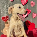 Millie Bobby Brown Instagram - happy valentines day! adopt a pup at joeys friends! ❤️ @joeysfriends22 first pic: Hermoine second pic: Lupin   third pic: Bellatrix fourth pic: Rumi