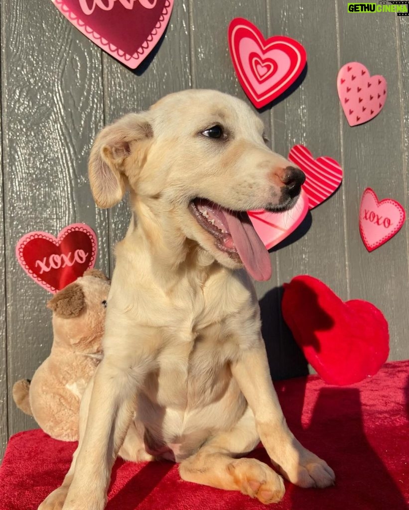 Millie Bobby Brown Instagram - happy valentines day! adopt a pup at joeys friends! ❤️ @joeysfriends22 first pic: Hermoine second pic: Lupin   third pic: Bellatrix fourth pic: Rumi
