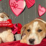Millie Bobby Brown Instagram – happy valentines day! adopt a pup at joeys friends! ❤️ @joeysfriends22 
first pic: Hermoine 
second pic: Lupin  
third pic: Bellatrix 
fourth pic: Rumi