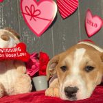 Millie Bobby Brown Instagram - happy valentines day! adopt a pup at joeys friends! ❤️ @joeysfriends22 first pic: Hermoine second pic: Lupin   third pic: Bellatrix fourth pic: Rumi