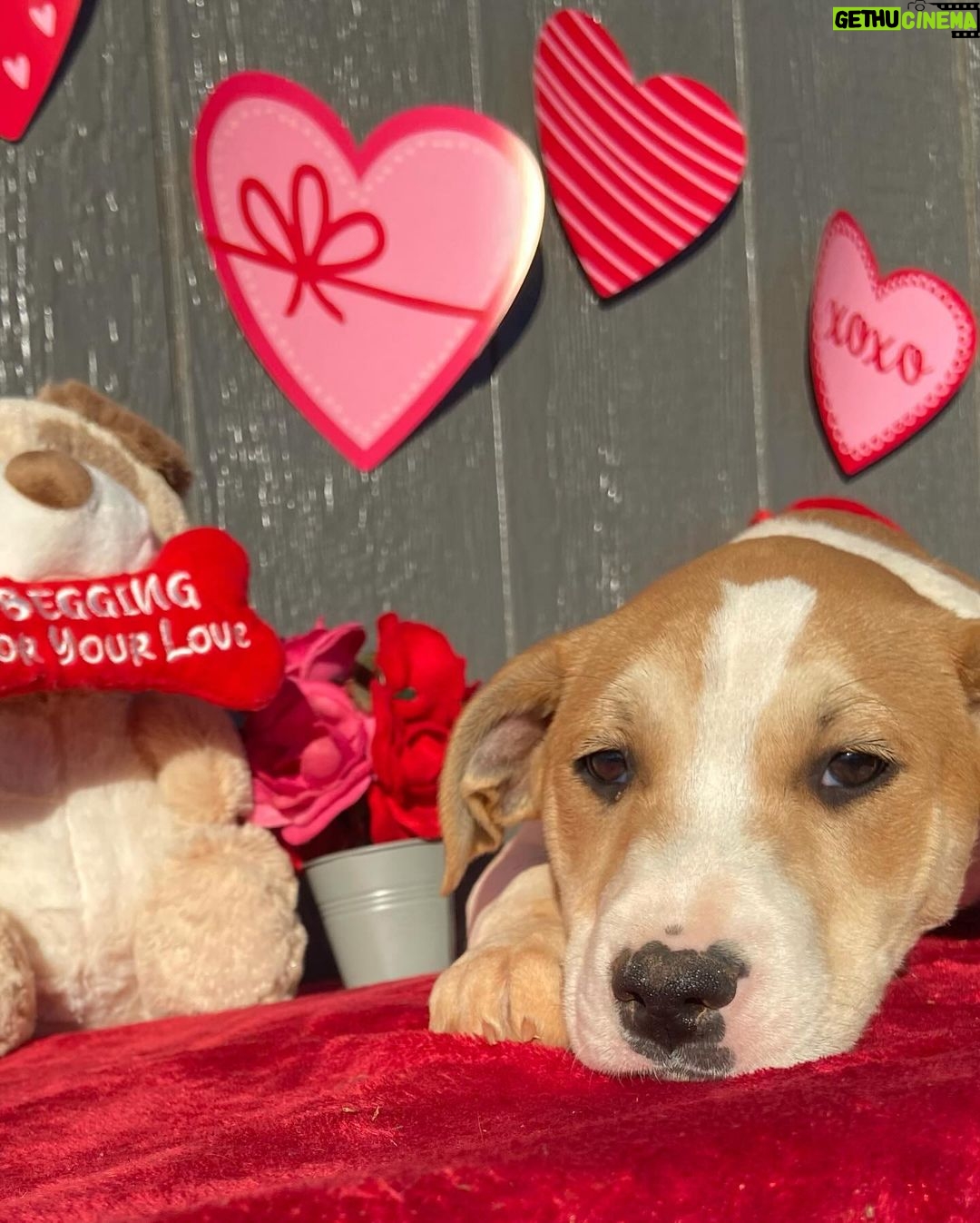Millie Bobby Brown Instagram - happy valentines day! adopt a pup at joeys friends! ❤️ @joeysfriends22 first pic: Hermoine second pic: Lupin third pic: Bellatrix fourth pic: Rumi