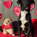 Millie Bobby Brown Instagram - happy valentines day! adopt a pup at joeys friends! ❤️ @joeysfriends22 first pic: Hermoine second pic: Lupin   third pic: Bellatrix fourth pic: Rumi