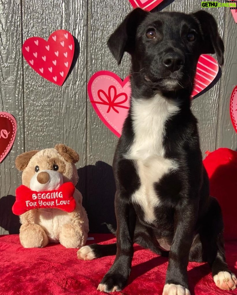 Millie Bobby Brown Instagram - happy valentines day! adopt a pup at joeys friends! ❤️ @joeysfriends22 first pic: Hermoine second pic: Lupin   third pic: Bellatrix fourth pic: Rumi