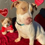 Millie Bobby Brown Instagram - happy valentines day! adopt a pup at joeys friends! ❤️ @joeysfriends22 first pic: Hermoine second pic: Lupin   third pic: Bellatrix fourth pic: Rumi