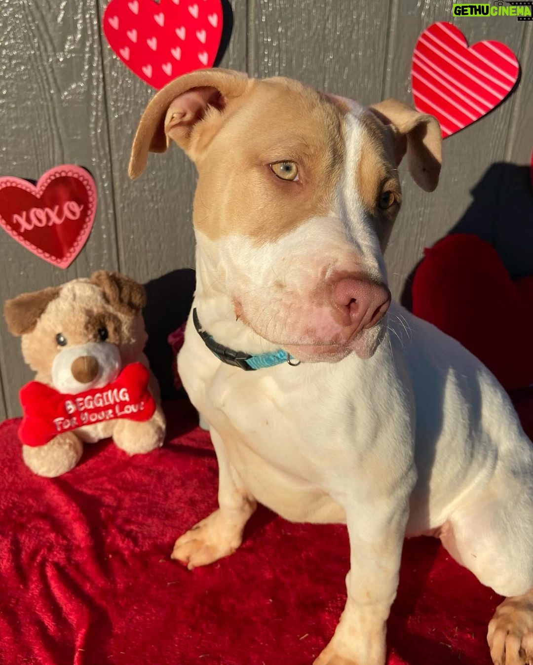 Millie Bobby Brown Instagram - happy valentines day! adopt a pup at joeys friends! ❤️ @joeysfriends22 first pic: Hermoine second pic: Lupin third pic: Bellatrix fourth pic: Rumi