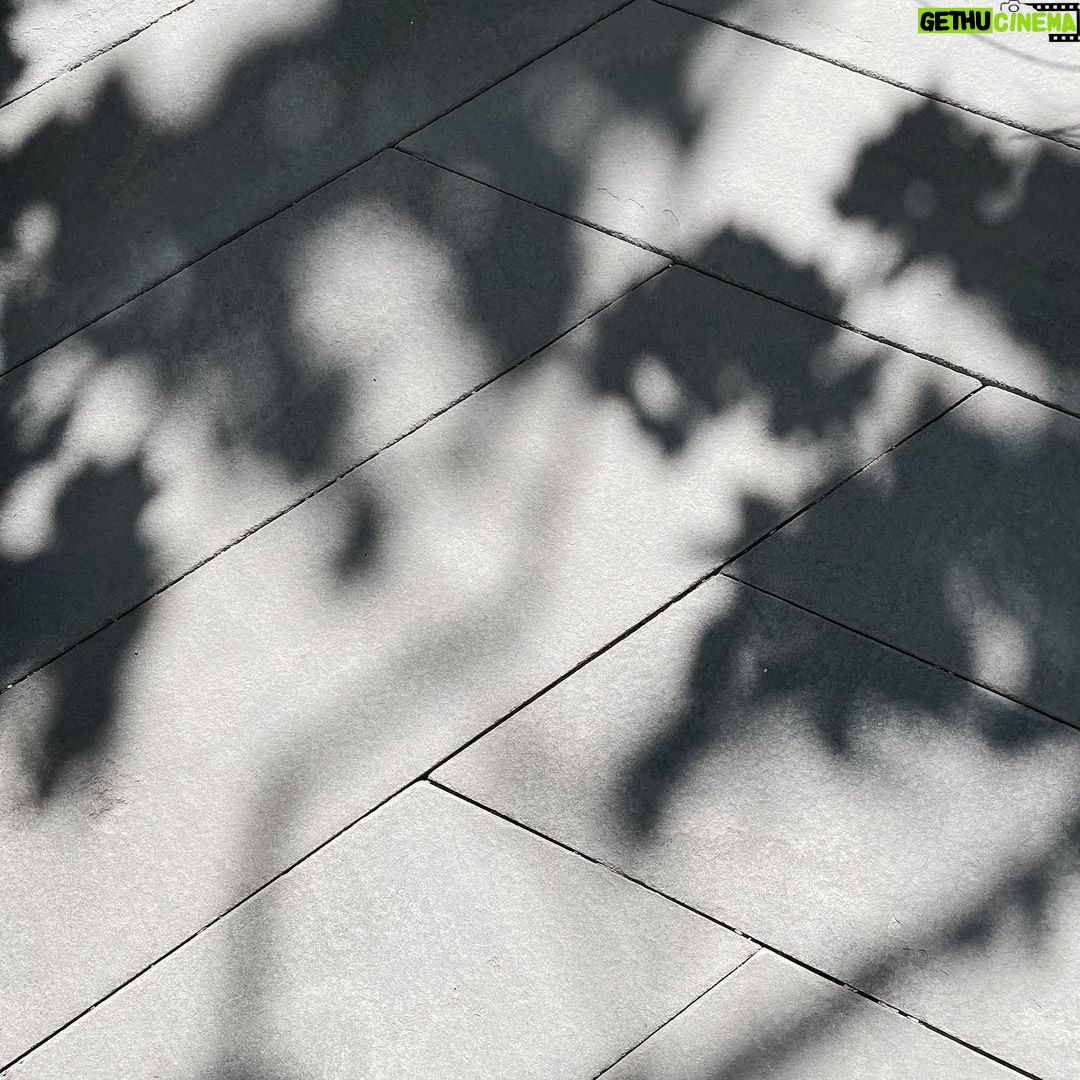 Milo Ventimiglia Instagram - 木漏れ日. Los Angeles, CA. MV