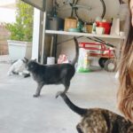 Miranda Cosgrove Instagram - In my natural habitat hanging with my cat, Larry, in the garage. Also there’s a new episode of @icarly out Tomorrow! It’s called iThrow a Flawless Dinner Party. You don’t wanna miss it 🙃