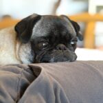 Miranda Cosgrove Instagram - The final picture is my pug trying to make the laundry basket a bed cuz I took hers away to wash it