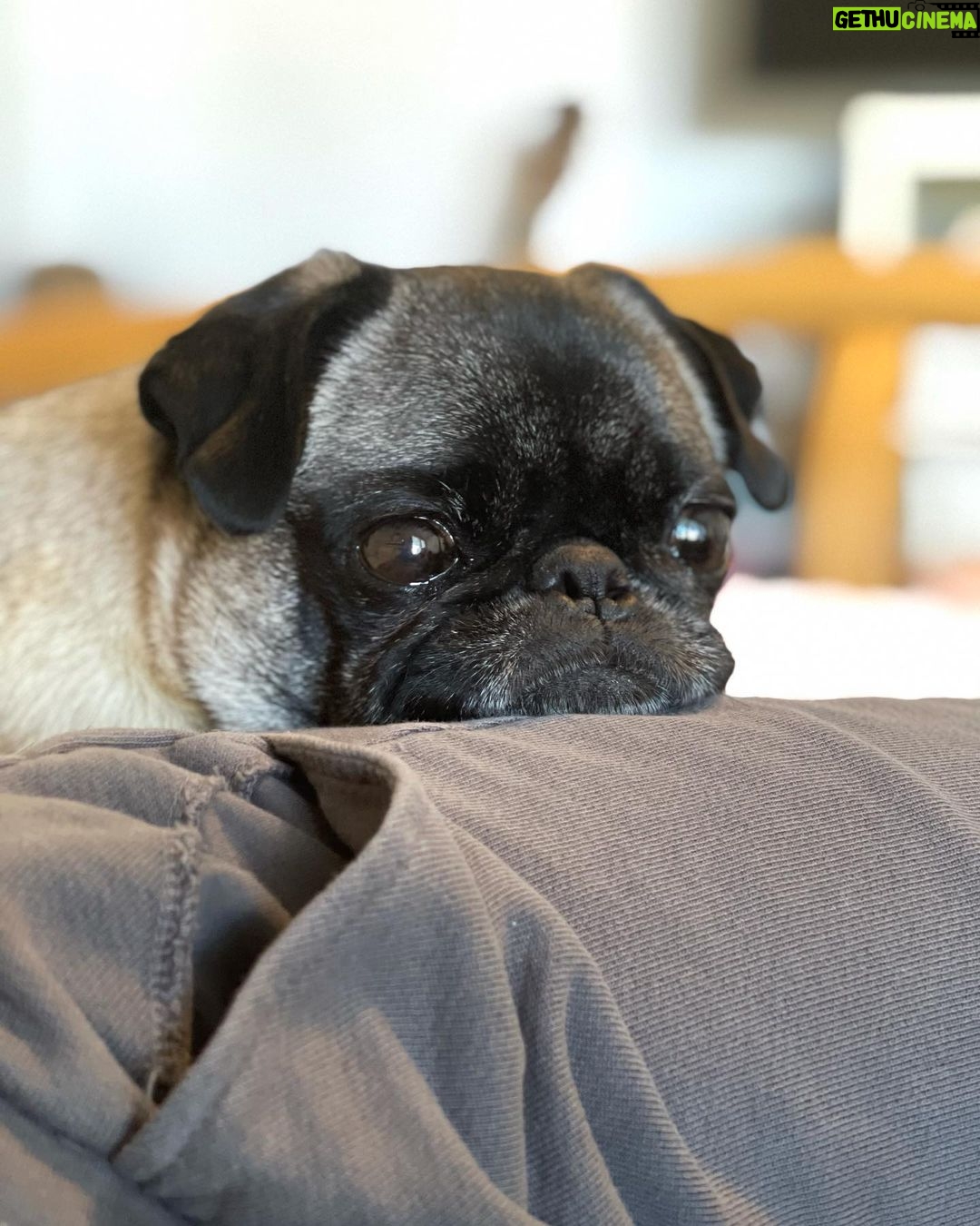 Miranda Cosgrove Instagram - The final picture is my pug trying to make the laundry basket a bed cuz I took hers away to wash it