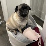 Miranda Cosgrove Instagram - The final picture is my pug trying to make the laundry basket a bed cuz I took hers away to wash it