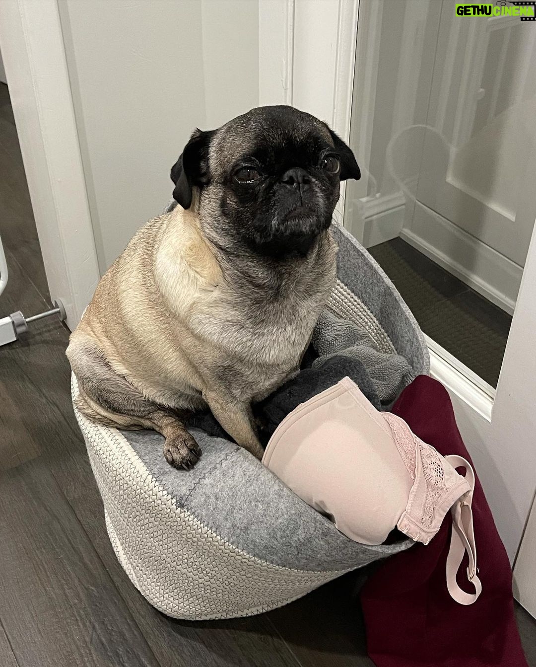 Miranda Cosgrove Instagram - The final picture is my pug trying to make the laundry basket a bed cuz I took hers away to wash it