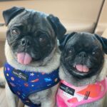 Miranda Cosgrove Instagram - Meet Harold and Maude! I found these two potatoes wandering the streets together and have been fostering them ever since. They’re looking for their forever home through the amazing @loveleorescue. If you don’t have any cats and you want a lot of love in your life head over to @loveleorescue and fill out an adoption application 💕