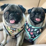 Miranda Cosgrove Instagram - Meet Harold and Maude! I found these two potatoes wandering the streets together and have been fostering them ever since. They’re looking for their forever home through the amazing @loveleorescue. If you don’t have any cats and you want a lot of love in your life head over to @loveleorescue and fill out an adoption application 💕