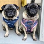 Miranda Cosgrove Instagram - Meet Harold and Maude! I found these two potatoes wandering the streets together and have been fostering them ever since. They’re looking for their forever home through the amazing @loveleorescue. If you don’t have any cats and you want a lot of love in your life head over to @loveleorescue and fill out an adoption application 💕