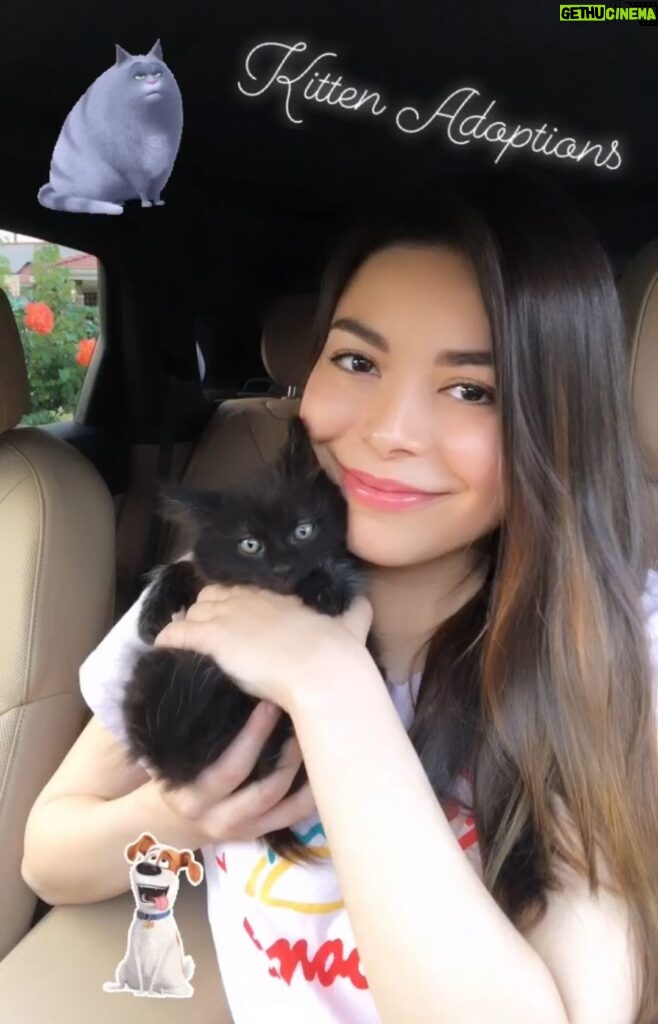 Miranda Cosgrove Instagram - If you live in the LA area and are interested in adopting one or two of these sweet little kittens, you can contact @kittenrescuela 🐱💕