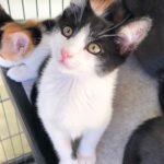 Miranda Cosgrove Instagram - The three brothers from the litter of kittens I found and fostered for the last two months are officially up for adoption. Mel (all gray), Larry (black and white), and Max (gray with a white spot on his chest) are up for adoption through @kittenrescuela. If you’re interested and live in the la area you can go to the link in my bio to fill out an application 🐱I love these guys and hope they get amazing homes 💕