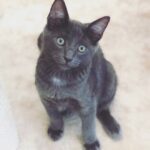 Miranda Cosgrove Instagram - The three brothers from the litter of kittens I found and fostered for the last two months are officially up for adoption. Mel (all gray), Larry (black and white), and Max (gray with a white spot on his chest) are up for adoption through @kittenrescuela. If you’re interested and live in the la area you can go to the link in my bio to fill out an application 🐱I love these guys and hope they get amazing homes 💕