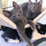 Miranda Cosgrove Instagram - The three brothers from the litter of kittens I found and fostered for the last two months are officially up for adoption. Mel (all gray), Larry (black and white), and Max (gray with a white spot on his chest) are up for adoption through @kittenrescuela. If you’re interested and live in the la area you can go to the link in my bio to fill out an application 🐱I love these guys and hope they get amazing homes 💕