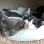 Miranda Cosgrove Instagram - The three brothers from the litter of kittens I found and fostered for the last two months are officially up for adoption. Mel (all gray), Larry (black and white), and Max (gray with a white spot on his chest) are up for adoption through @kittenrescuela. If you’re interested and live in the la area you can go to the link in my bio to fill out an application 🐱I love these guys and hope they get amazing homes 💕