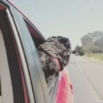 Mitchell Hope Instagram - My impression of my dog Harvey
