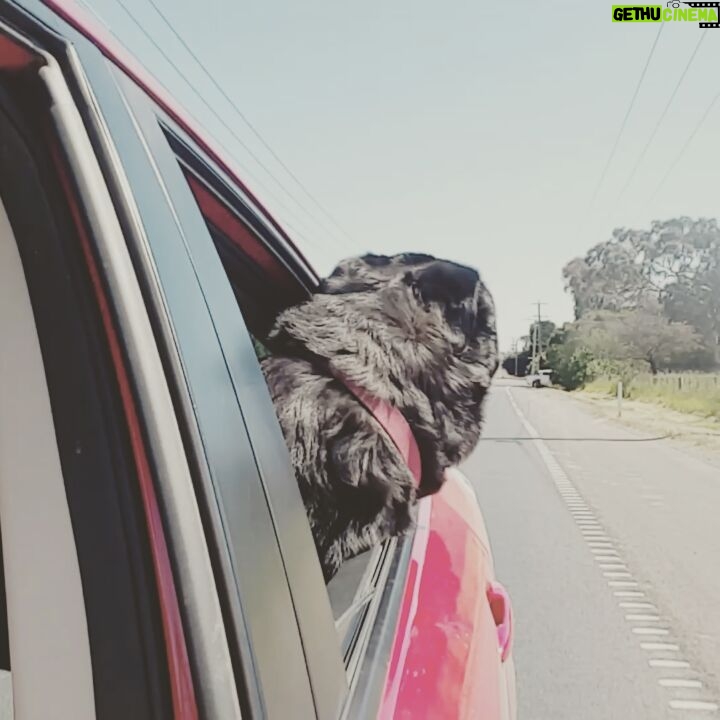 Mitchell Hope Instagram - My impression of my dog Harvey