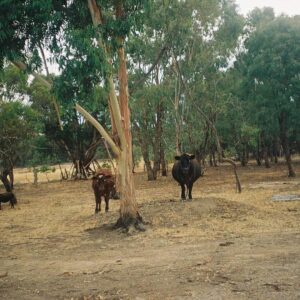 Mitchell Hope Instagram - NYE 2020 with @nat.blanco_ 

Skip to last pic for demon cows
