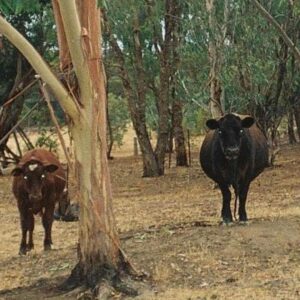 Mitchell Hope Instagram - NYE 2020 with @nat.blanco_ 

Skip to last pic for demon cows